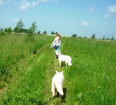 Белая швейцарская собака в поле